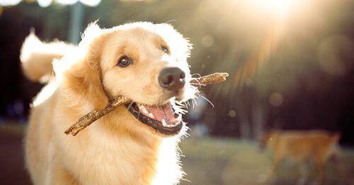 What Are The Costs of Owning a Dog?