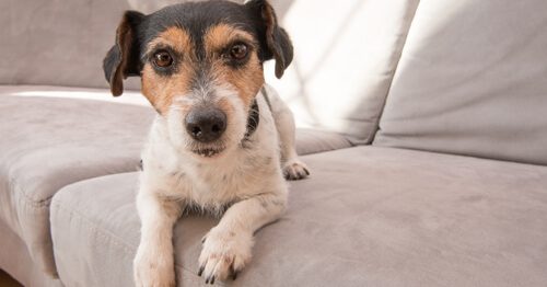 Is Pet Insurance Worth the Cost?