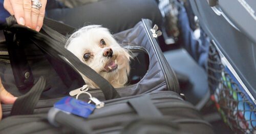 Should You Bring Your Pet On Vacation?