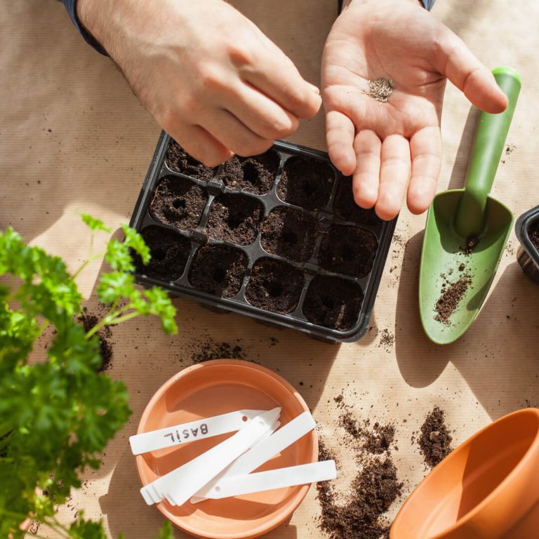 Garden pots and seeds and herb plants scattered on ground.