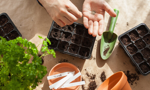 Garden pots and seeds and herb plants scattered on ground.