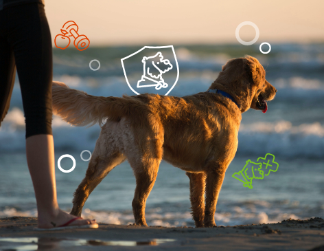 Pet Insurance