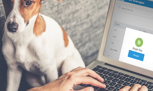 Jack Russell Terrier sitting on couch watching owner do his taxes on laptop